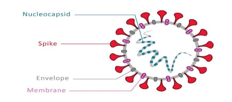 Virus SARS-CoV-2 has several modes of transmission