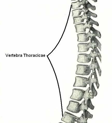 This is what the thoracic spine looks like