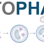 What Is Autophagy? Your Body’s Cellular Recycling Process
